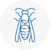 Sacriston Wasp Nest Removal